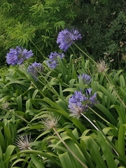 Agapanthus praecox image