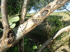 Hipparchia volgensis