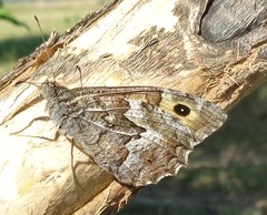 Hipparchia volgensis