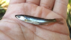 Notropis rubellus
