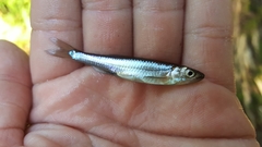 Notropis rubellus