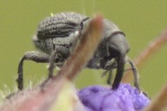 Zacladus geranii
