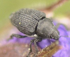 Zacladus geranii
