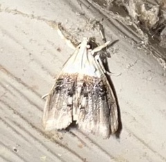 Glaphyria fulminalis