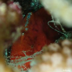 Antennatus tuberosus