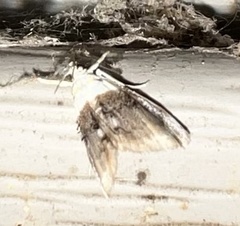 Glaphyria fulminalis