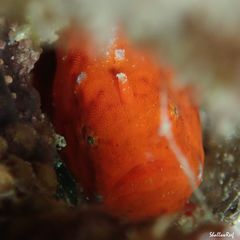 Antennatus tuberosus