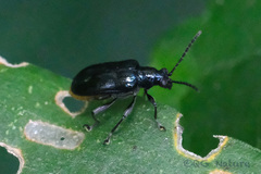 Lema concinnipennis