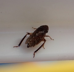 Anoscopus