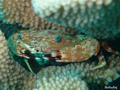 Goniosupradens hawaiensis