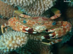 Goniosupradens hawaiensis