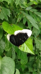 Scrobigera albomarginata