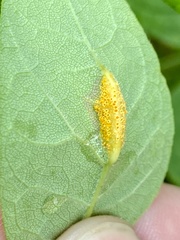 Puccinia sparganioidis