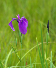 Iris ensata