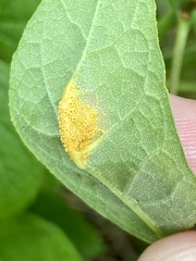 Puccinia sparganioidis