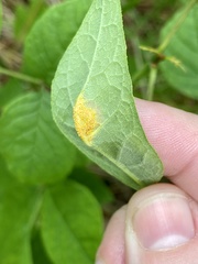 Puccinia sparganioidis