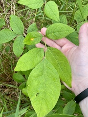 Puccinia sparganioidis
