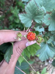 Rubus crataegifolius