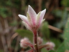 Ardisia villosa