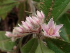 Ardisia villosa