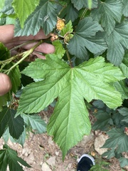 Rubus crataegifolius