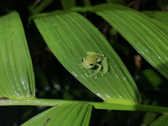 Teratohyla spinosa