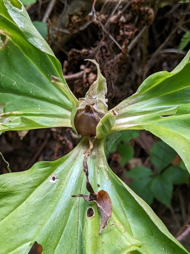 Giant Wakerobin fruiting
