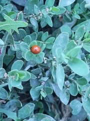 Cycloneda