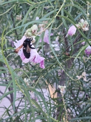 Xylocopa