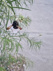 Xylocopa