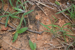 Oedaleus abruptus