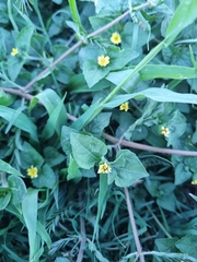 Calyptocarpus vialis