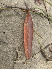 Pyrosoma