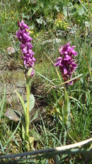Dactylorhiza traunsteineri