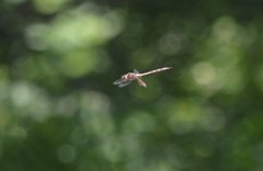 Somatochlora linearis