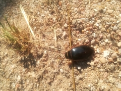 Dytiscus marginalis