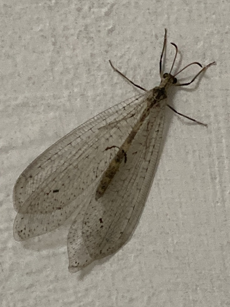 Dendroleon esbenpeterseni