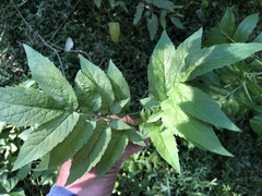 Sambucus gaudichaudiana