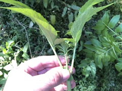 Sambucus gaudichaudiana