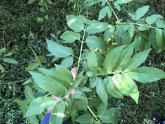 Sambucus gaudichaudiana