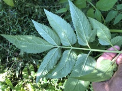 Sambucus gaudichaudiana