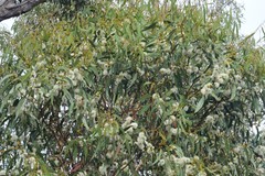 Eucalyptus goniocalyx