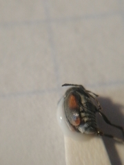 Kytorhinus quadriplagiatus
