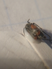 Kytorhinus quadriplagiatus