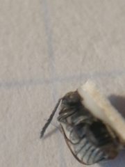 Kytorhinus quadriplagiatus