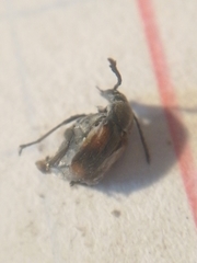 Kytorhinus quadriplagiatus