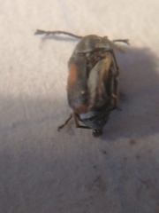 Kytorhinus quadriplagiatus