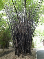 Phyllostachys edulis