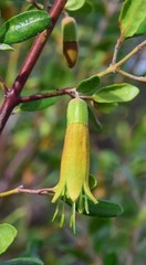 Correa glabra glabra