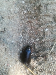 Dytiscus marginalis